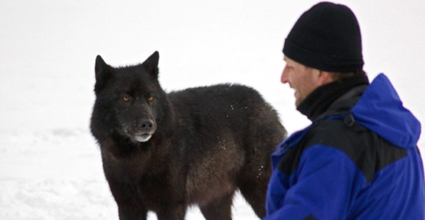 Upoznajte Romea, prijateljskog vuka koji je obožavao pse i ljude