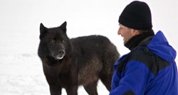 Upoznajte Romea, prijateljskog vuka koji je obožavao pse i ljude
