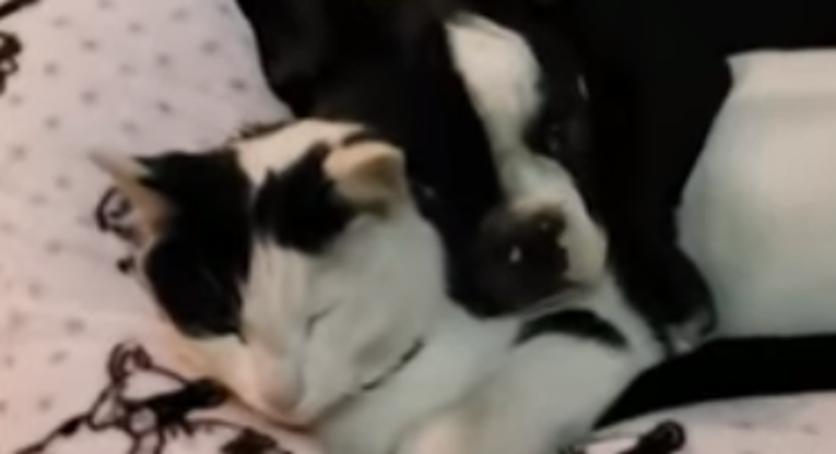 Najslađi prizor dana: Pospani pas mazi se s usnulom macom