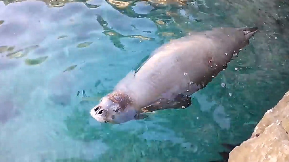 Crveni popis: Sve više životinjskih vrsta je pred istrebljenjem