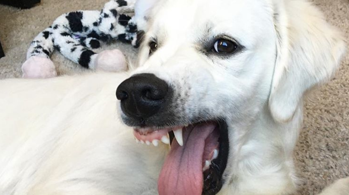 Ovi ljubimci rade najčudnije stvari koje njihovi vlasnici ne mogu objasniti