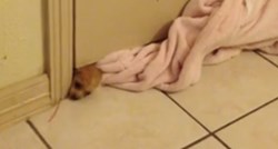 VIDEO Sićušni psić uspio se provući kroz najmanju rupu