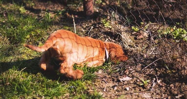 Pet razloga zbog kojih vaš pas neprestano kopa rupe u zemlji