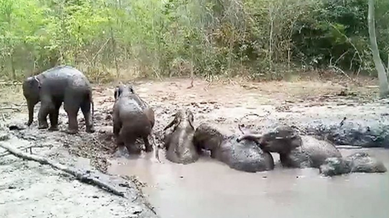VIDEO Bebe slonovi spašeni nakon dva dana muke: "Idite, djeco, idite"