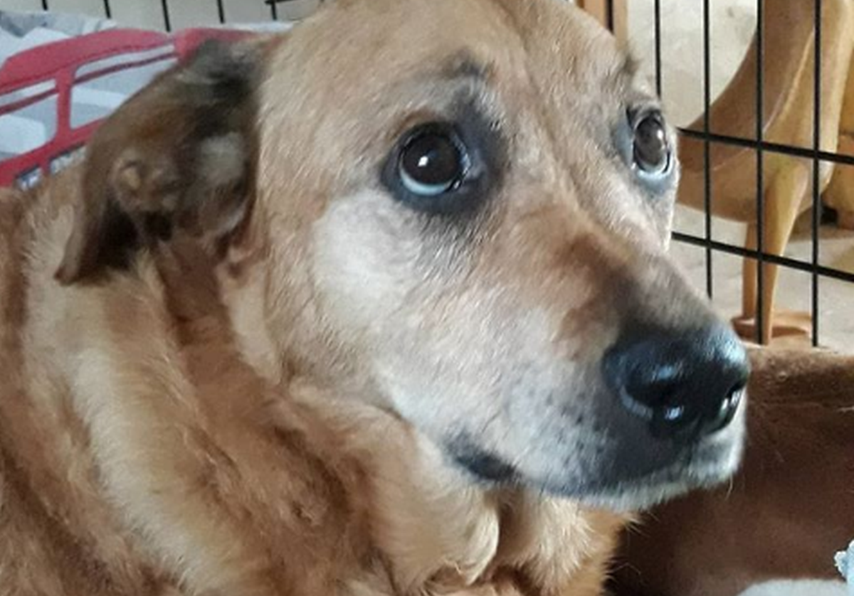 Veterinar otkrio najtužniju stvar koju životinje rade prije smrti