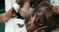 U Vugrovcu spasili psa živog zakopanog i sada se bore za njegov život