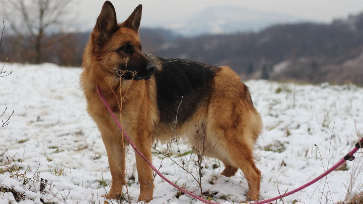 Predivnu i mladu njemačku ovčarku su ostavili jer im je dosadila. Treba pomoć