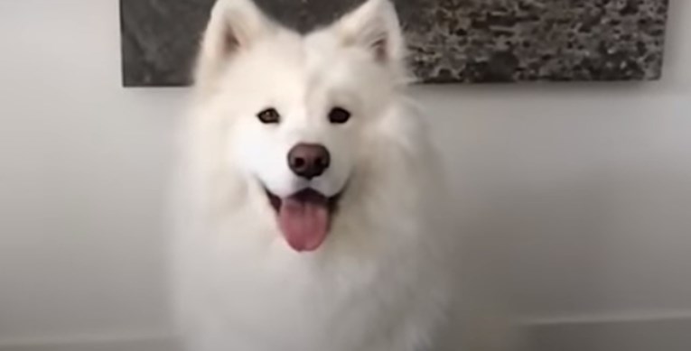 VIDEO Ova predivna kujica ima puno hobija, no draži od svih joj je pričanje