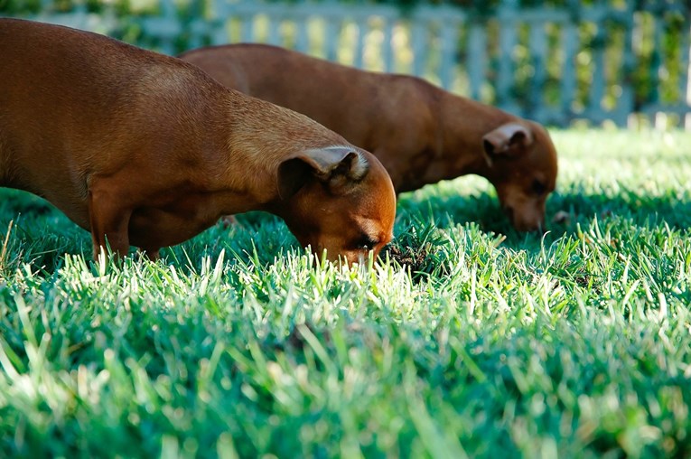 Pseća komunikacija: Zašto psi laju na poštare, jedu travu i mašu šapicama?