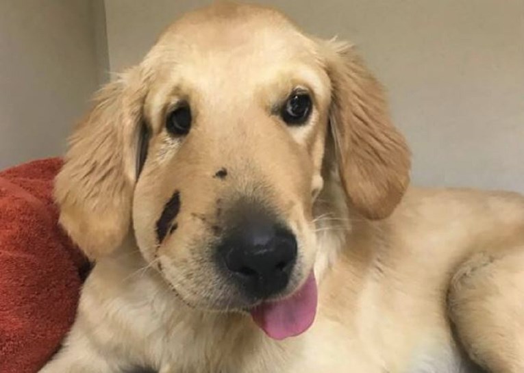 Ovaj slatki štenac s iskrivljenom facom žrtvovao se da spasi vlasnicu od čegrtuše