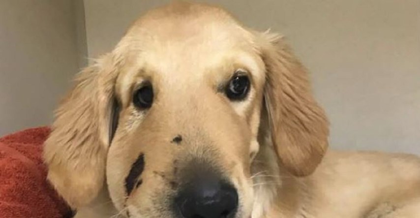 Ovaj slatki štenac s iskrivljenom facom žrtvovao se da spasi vlasnicu od čegrtuše