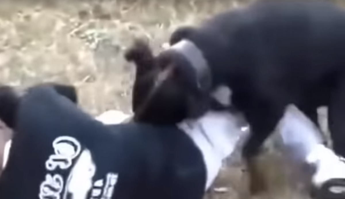 Maloljetni Zadranin izudarao 19-godišnjaka pa pustio psa da ga izgrize