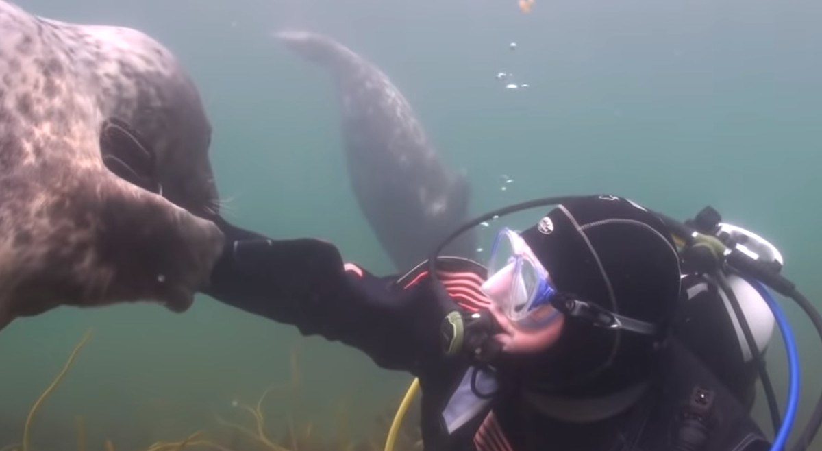 Tuljan je doplivao do ronioca, a onda je kamera zabilježila najslađu stvar