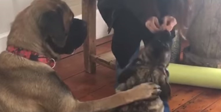 VIDEO Veliki pas pokušao naučiti malog da sjedne kako bi dobili hranu