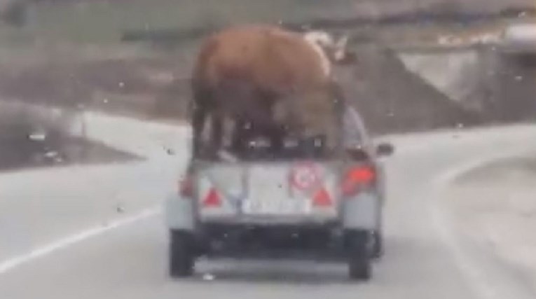 Srbin vozio za prikolicom s kravom pa ga neugodno iznenadilo ono što se dogodilo