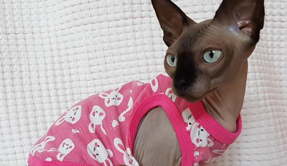 ZAGREB Izložba mačaka na kojoj će konačno biti i bezdlaka mačka Sfinks