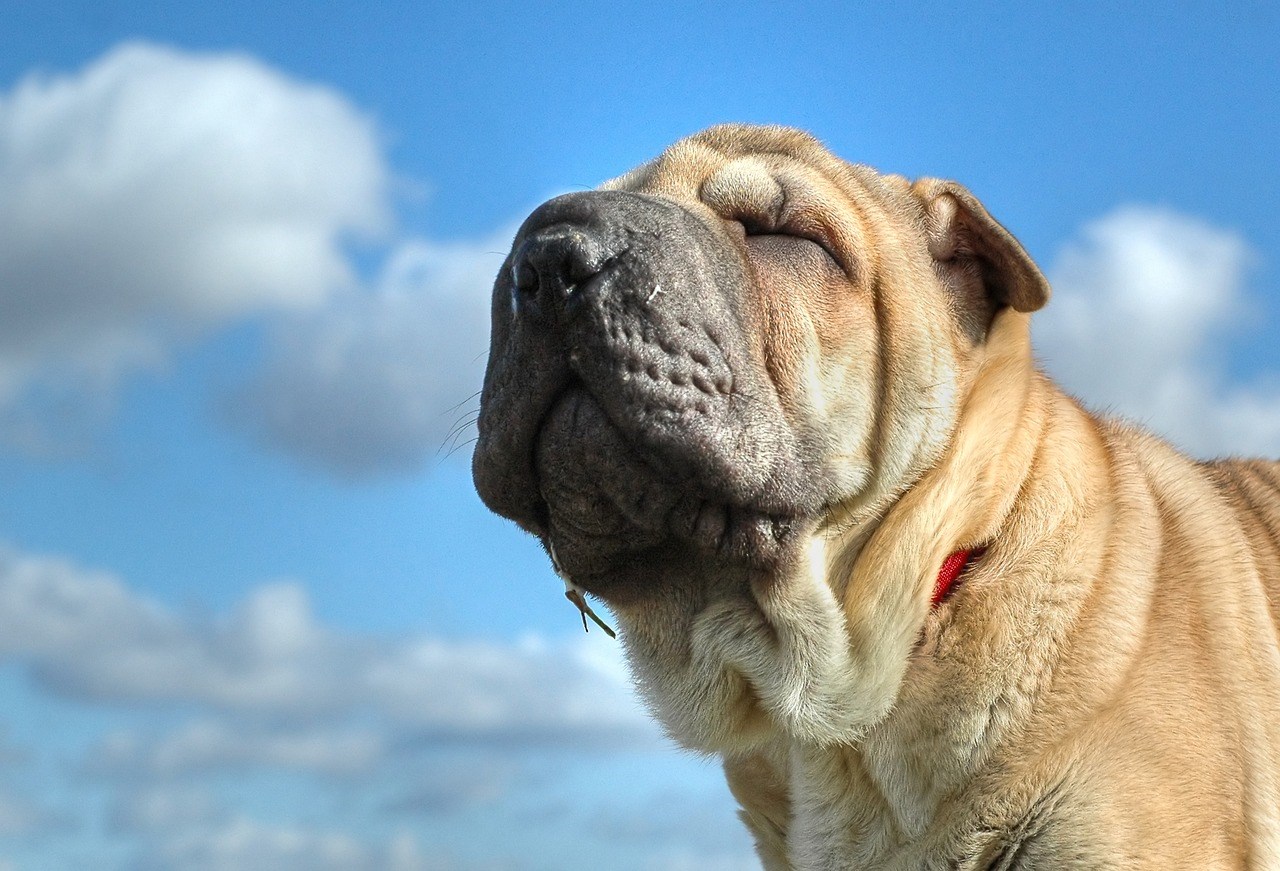 Ovaj Shar Pei ima osobinu koju većina pasa nema i to ga čini preslatkim