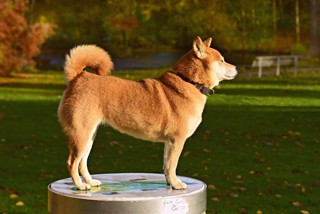 Inteligentni, hrabri i živahni: U pse shiba inu lako ćete se zaljubiti