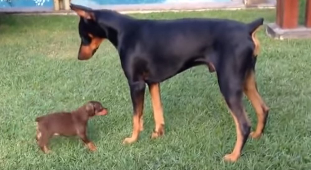 Sićušni pas "izazvao" velikog dobermana, pogledajte kako je to završilo