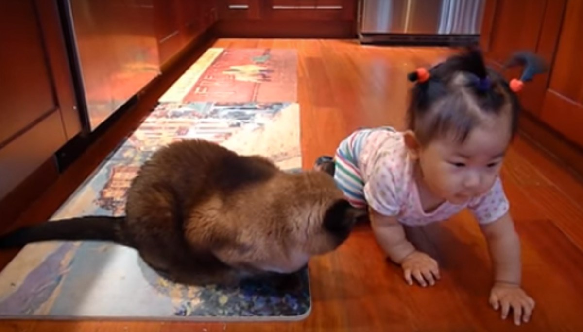 VIDEO Preslatka curica razgovara sa zbunjenom mačkom