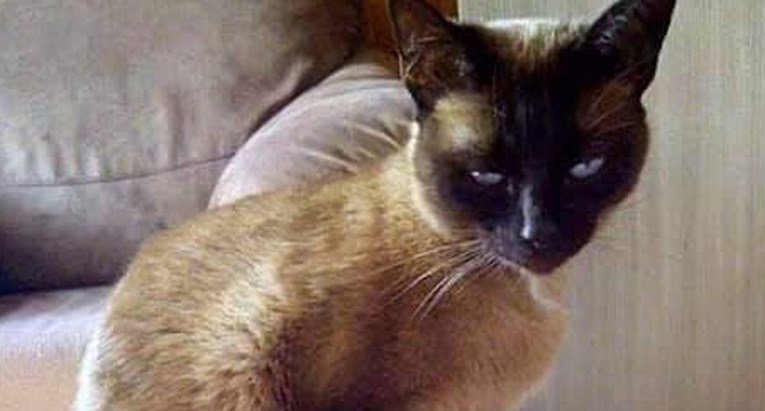 OSIJEK Grad im zabranio lijepiti plakate za izgubljenu macu