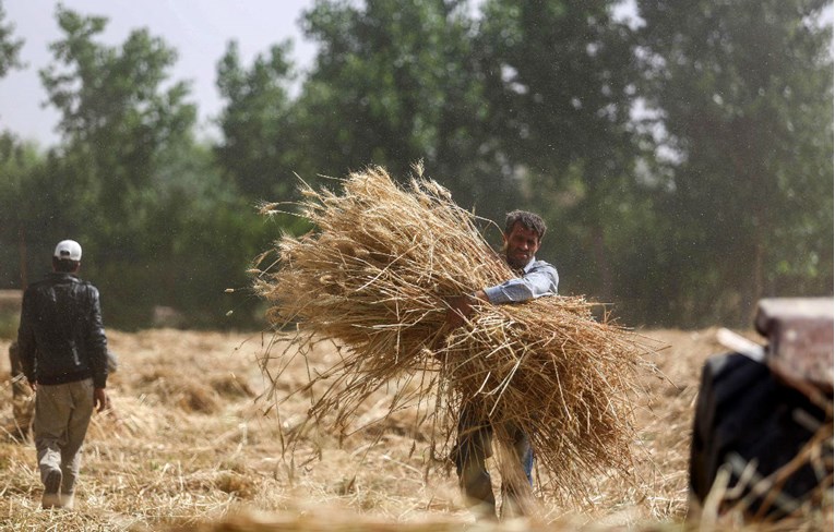 U Siriji najmanje pšenice u zadnjih 30 godina