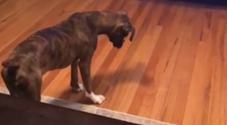 VIDEO Zbunjeni pas pokušava uhvatiti vlastitu sjenu koja ga je apsolutno izludjela
