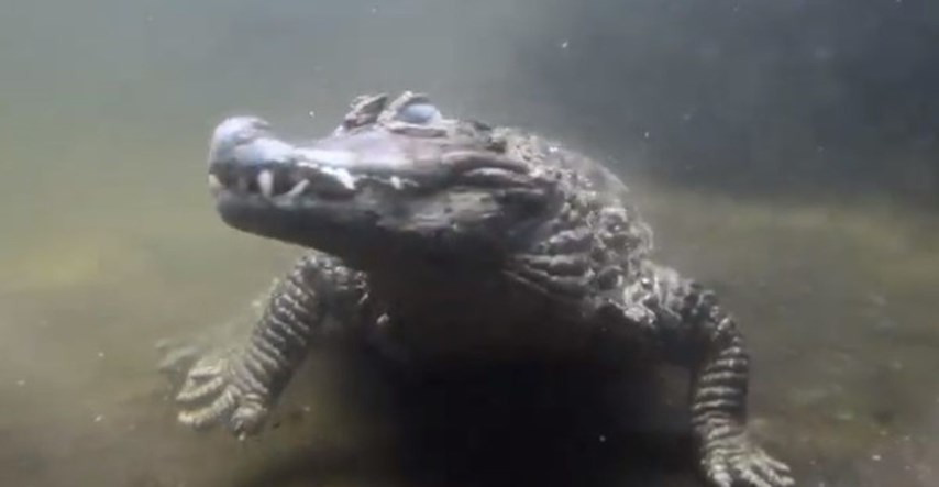 Krokodil 50 godina nije uspio napraviti potomstvo jer ima premalen penis