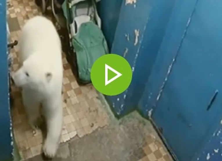 Ruski grad okupirali polarni medvjedi, više od 50 ih tumara uokolo