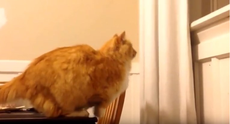 VIDEO Ovaj je mačak nasmijao milijune svojom (ne)sposobnošću