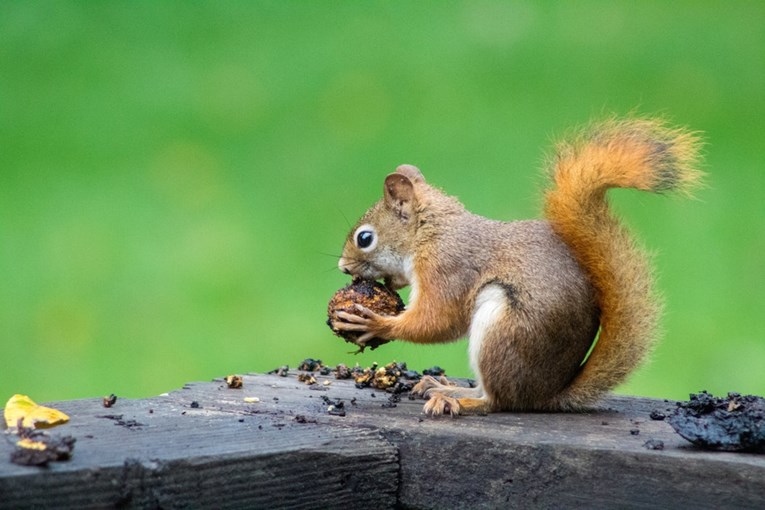Uhvaćena na djelu: Vjeverica ukrala čokoladicu iz dućana i nasmijala internet
