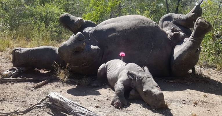 Ženka nosoroga brutalno ubijena u Južnoj Africi, mladunče je očajno