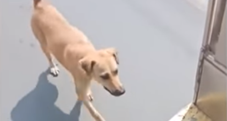 Kujica nije prestala slijediti bus sve dok je vozač nije udomio