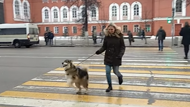Psa i vlasnicu neprestano snimaju tijekom šetnji, razlog je jako čudan