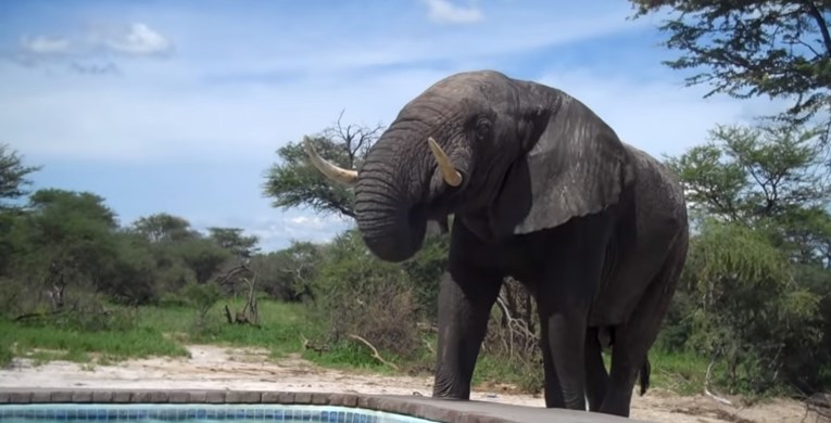 VIDEO Usred kupanja iznenadio ih veličanstveni gost iz divljine