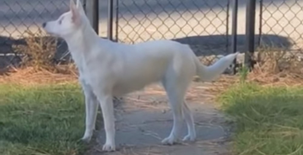 Ova je kujica slijepa i gluha, no svog vlasnika uvijek dočeka na vratima