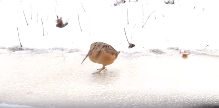 VIDEO Ako želite smiješak od uha do uha, pogledajte što ova ptica radi