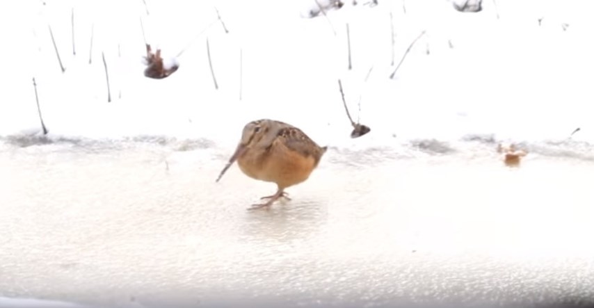 VIDEO Ako želite smiješak od uha do uha, pogledajte što ova ptica radi