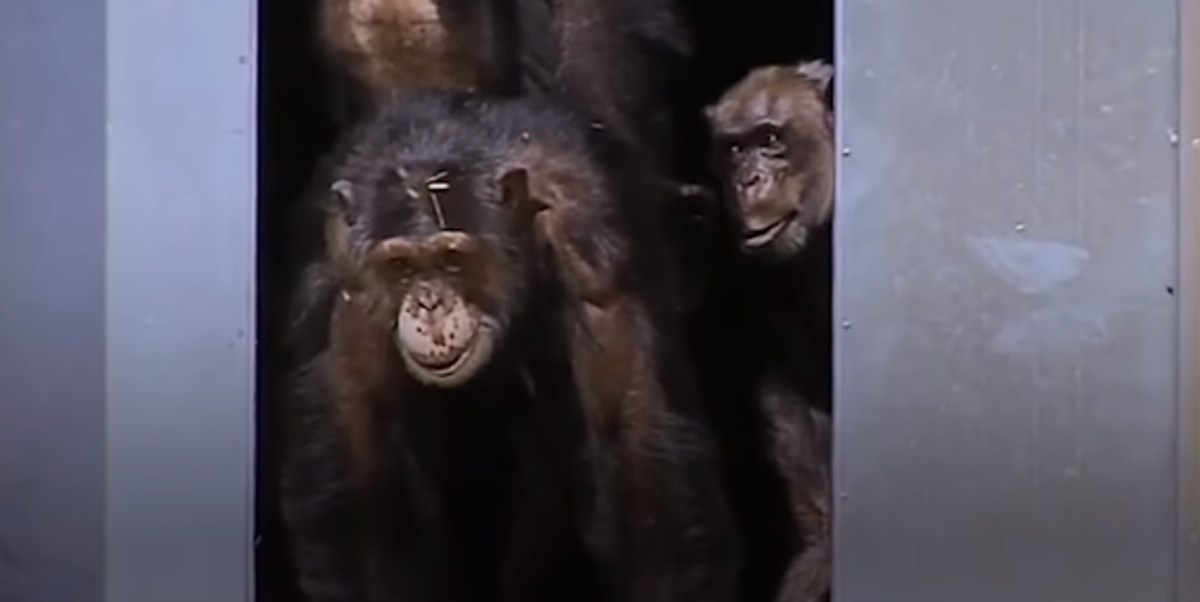 VIDEO Nakon godina zatočeništva, ove su životinje prvi put osjetile slobodu