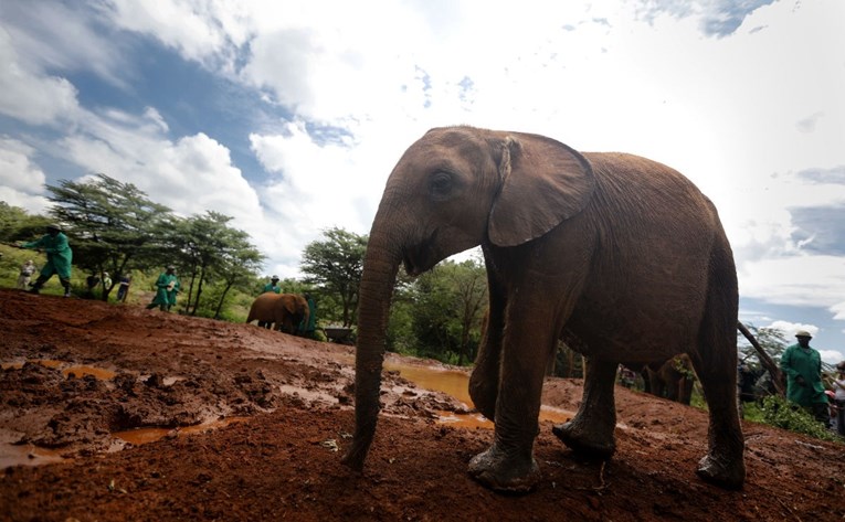 Slon u Zimbabveu pregazio turisticu, umrla je u bolnici