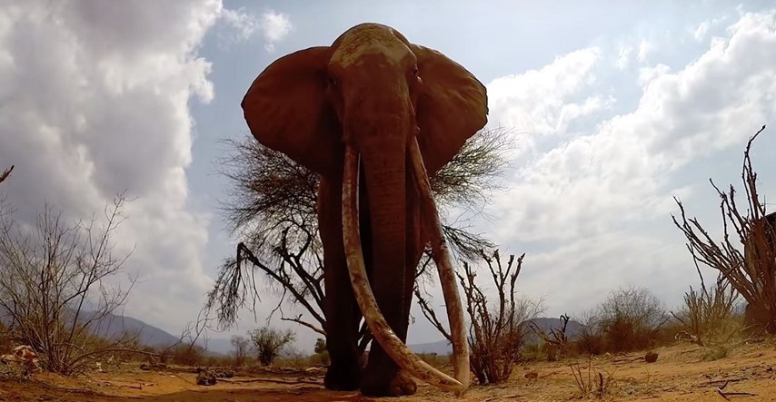 Posljednje fotografije kenijske Kraljice slonova ostavljaju bez riječi
