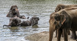 U Bocvani ubijeno skoro 90 slonova