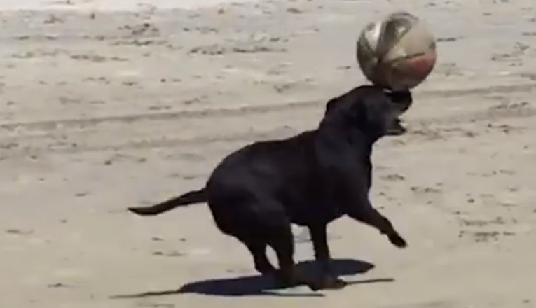 VIDEO Pas zadivio cijelu plažu nevjerojatnim talentom