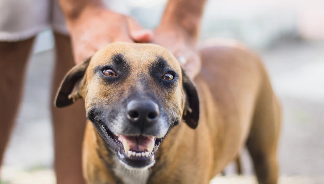 VIDEO Ovi nasmijani psi izmamit &#x107;e osmijeh i na va&#x161;a lica