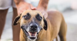 VIDEO Ovi nasmijani psi izmamit će osmijeh i na vaša lica