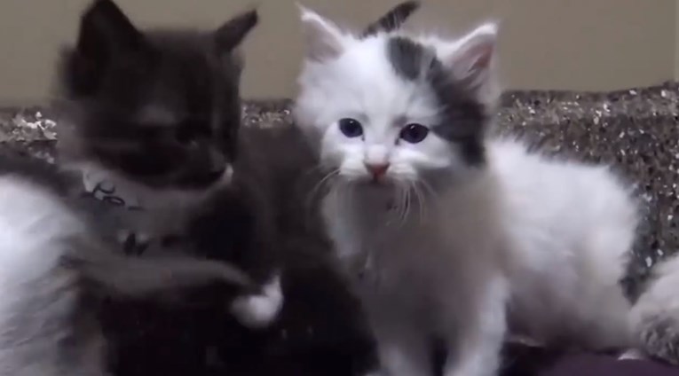VIDEO Nevjerojatna akcija spašavanja mačića pronađenih ispod hrpe smeća