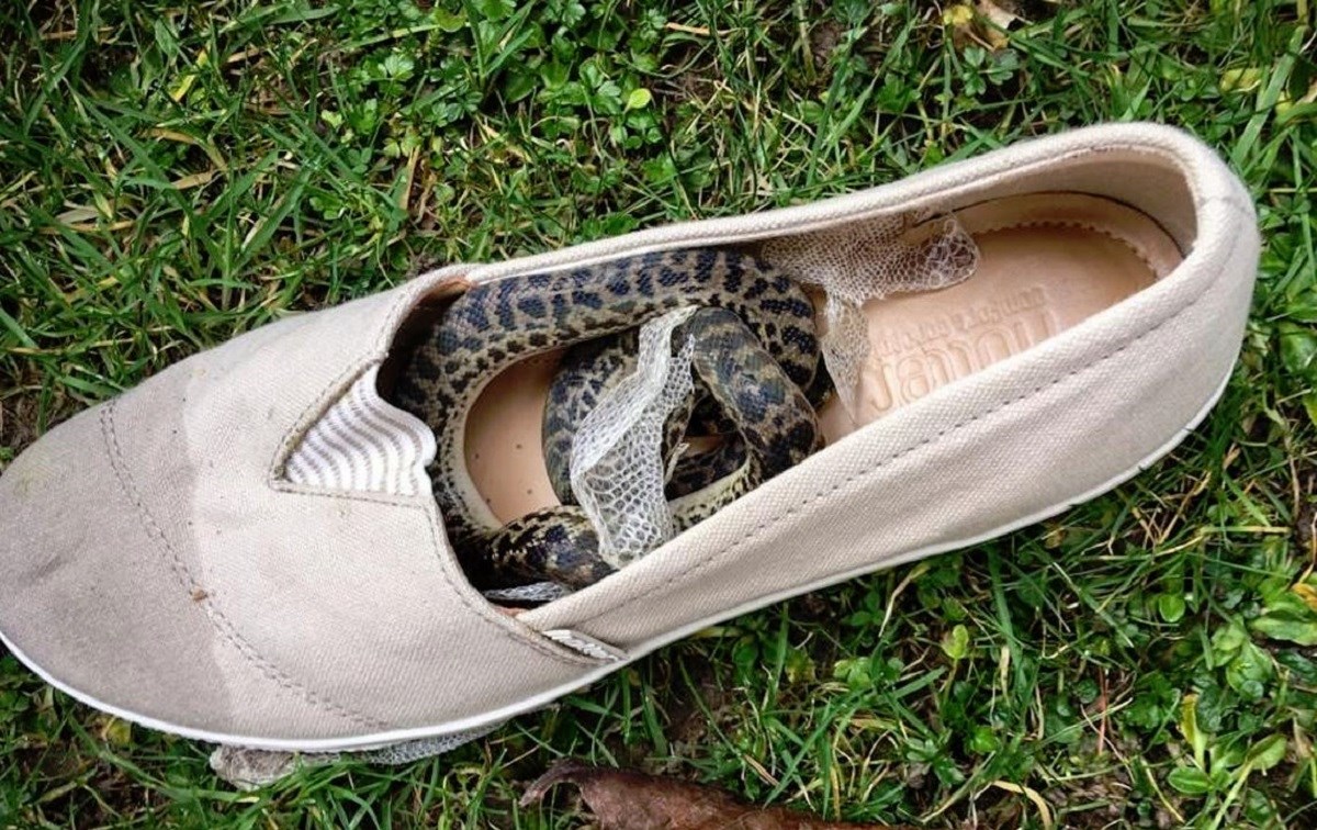 Zmija u cipeli proputovala 3 kontinenta i presvukla se tijekom leta