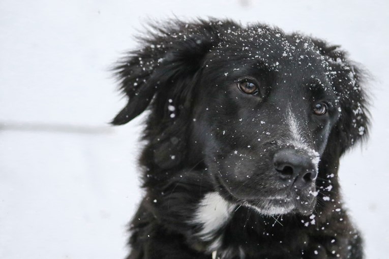 Psi i zima: Deset stvari na koje morate obratiti pozornost za niskih temperatura
