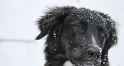 Psi i zima: Deset stvari na koje morate obratiti pozornost za niskih temperatura