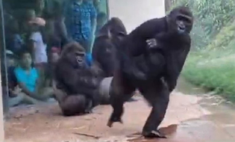 Snimka gorila koje bježe od kiše postala hit: "Baš poput ljudi"